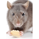 I have 100,000 rat