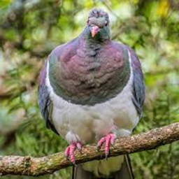 Pigeon Forest