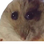 Guardians Of Hamsters