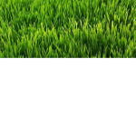 Touch Grass Here