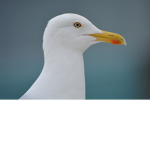 I dont know i just made this ;-;