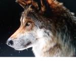 Alpha Night Wolves