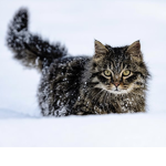 ~Cats are the best~