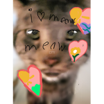 #Cat fans#########################################