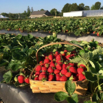 Aurora’s strawberry farm