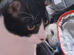 Make a group kitty