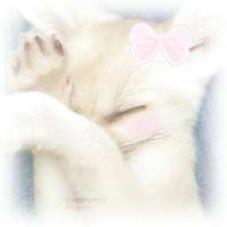 🎀 .ᐟ