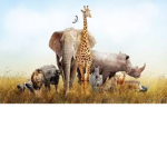 #AnimalsAreFamily