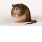 - Rat Café -