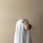 dogᅠ