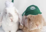 ~starbucks-bunnies~