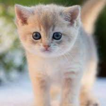 MOST CUTEST CATS
