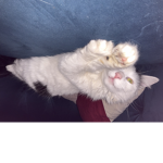 Phoebe_andPoppybffs