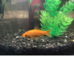 Swim fishy squad!