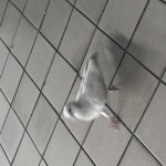 /\$$ Kicking Simulator