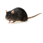 Bootiful Rats