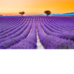 The Lavender co.