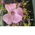 Oh my god some UwU flowers!