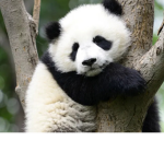 Peaceful Pandas