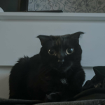 Void_cat