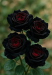 Wilted echo