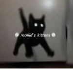 mollie’s kittens