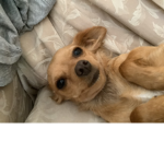 My blonde chihuahua