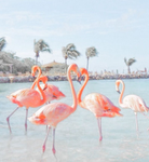 Anna’s Flamingo Friends!