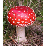 K-Mushroom