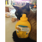 i love to squirt mustard on my cat