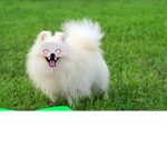 Pomerains