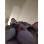 c4ttiez