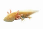 Amphibians World Wide