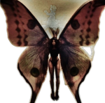 cosmogyrals Group Thumbnail