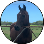: Red Oak Stables :