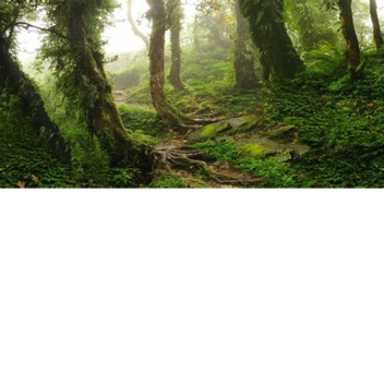 Cheap forest game!