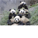 panda lovers elite