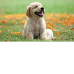 JUST ME ANd MyDOg