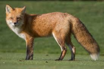 the fox who watches