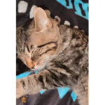 Kitty cat meow meow meow meow