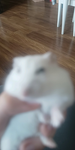 Ukochane chomiczki