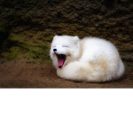 Cute Animal Orginization
