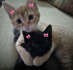 ~avaxie~