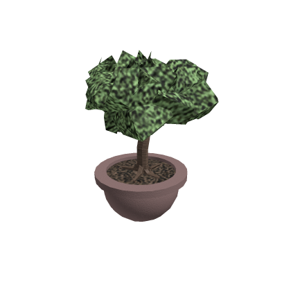 Bonsai Tree