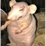 Rat standing