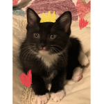Queen Kitty is da best