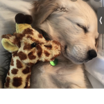 Cute puppy group we lov puppyS