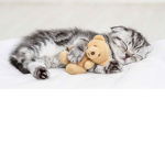 Kitty's Fan Group!!