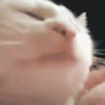 Vibing Cat Fan Club