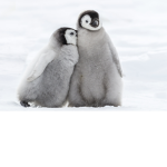 Penguin Posse Studios